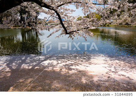 Rykeke petal Rykeke petal 31844895