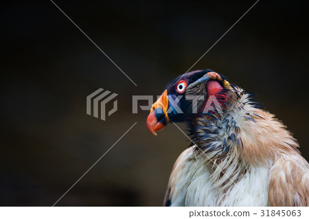 Close up of the king vulture (Sarcoramphus papa) Close up of the king vulture (Sarcoramphus papa) 31845063