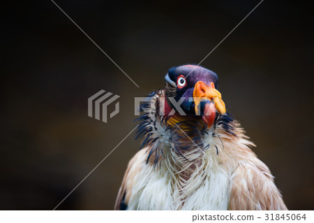 Close up of the king vulture (Sarcoramphus papa) Close up of the king vulture (Sarcoramphus papa) 31845064