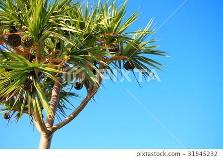 Adan Tree (Okinawa) Adan Tree (Okinawa) 31845232