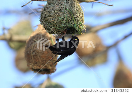 Kurohataaori 31845262