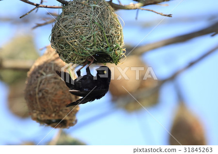 Kurohataaori 31845263