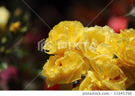 Roses of Inou Park (Moka City, Tochigi Prefecture) Roses of Inou Park (Moka City, Tochigi Prefecture) 31845398