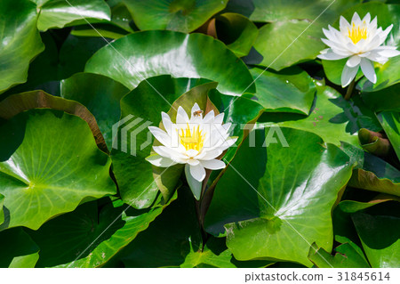 Water lily duck pond Santeparcu Tahara [Aichi] 31845614