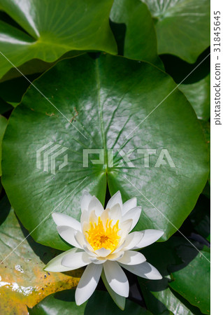 Water lily duck pond Santeparcu Tahara [Aichi] 31845645
