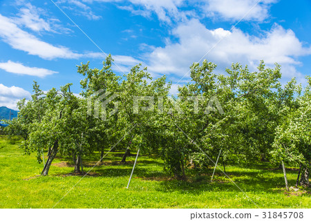 蘋果園 31845708
