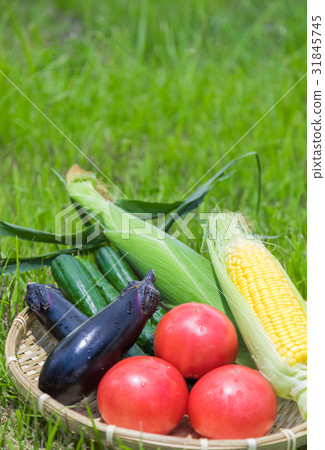 Summer vegetables tomato cucumber maize back grass back 31845745