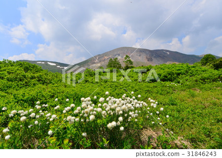 A group of Watasues blooming in Jodo Mirara 31846243