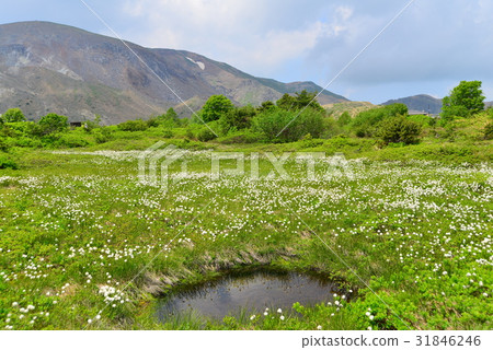 A group of Watasues blooming in Jodo Mirara 31846246