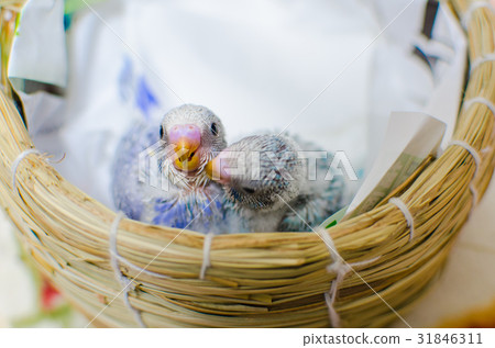 性感長尾小鸚鵡的蜂蜜 31846311