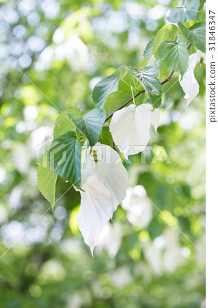 Spring flower · Handkerchief 31846347