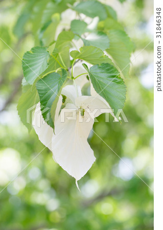 春花·手帕 春花·手帕 31846348