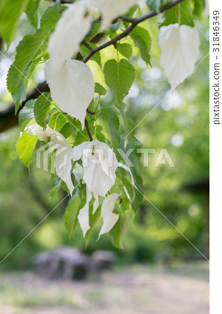 春花·手帕 春花·手帕 31846349
