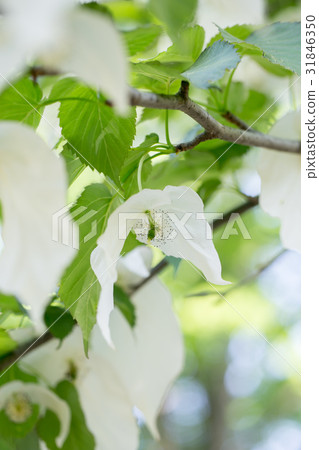 Spring flower · Handkerchief 31846350