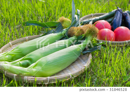 Summer vegetables tomato cucumber maize back grass back 31846528