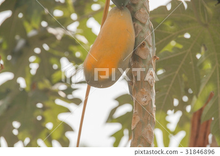 papaya with ripe on the tree papaya with ripe on the tree 31846896