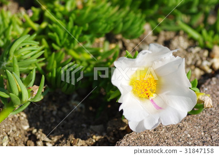 Matsuba button Matsuba button 31847158