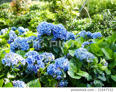 Hydrangea Hydrangea 31847532