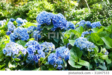 Hydrangea 31847533