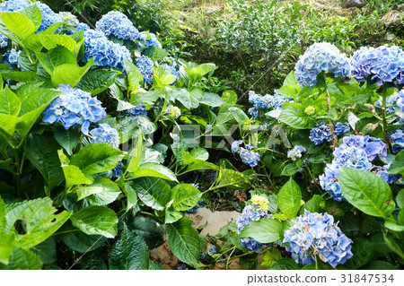 Hydrangea Hydrangea 31847534