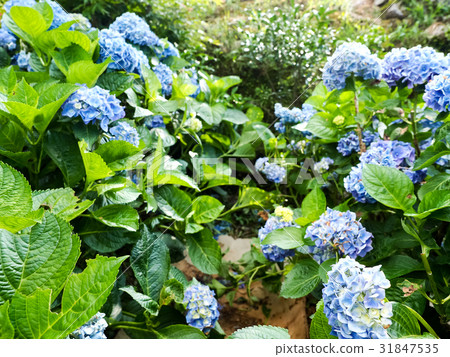 Hydrangea 31847535