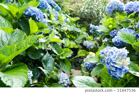 Hydrangea Hydrangea 31847536