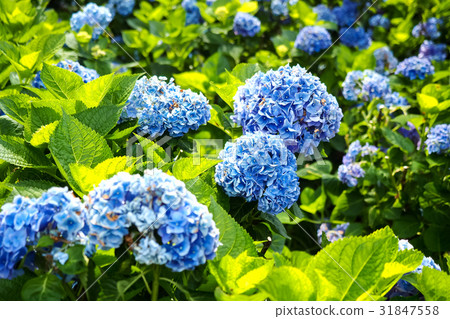 繡球花 繡球花 31847558