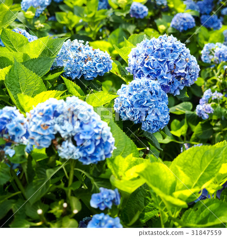 Hydrangea Hydrangea 31847559