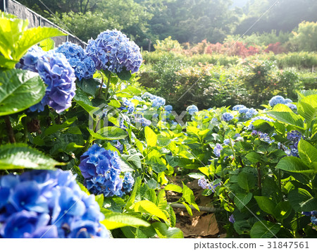 繡球花 31847561