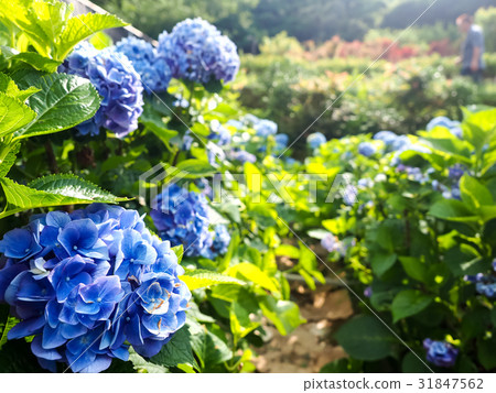 Hydrangea Hydrangea 31847562