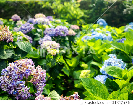 Hydrangea 31847576