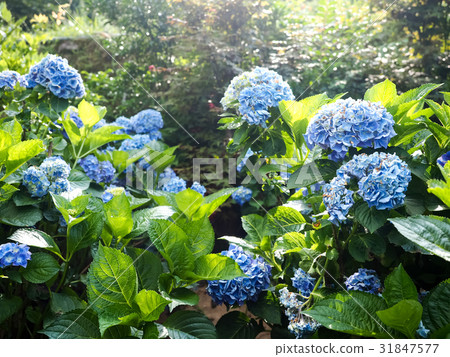 Hydrangea 31847577