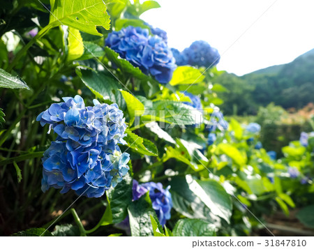 Hydrangea Hydrangea 31847810