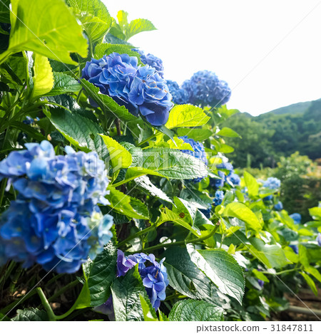 Hydrangea 31847811