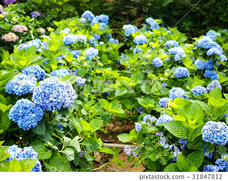 Hydrangea Hydrangea 31847812