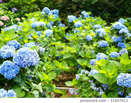 Hydrangea Hydrangea 31847813