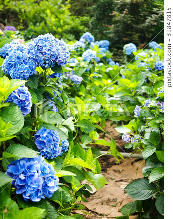 Hydrangea Hydrangea 31847815