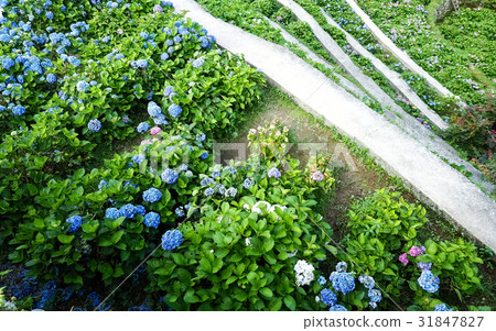Hydrangea Hydrangea 31847827