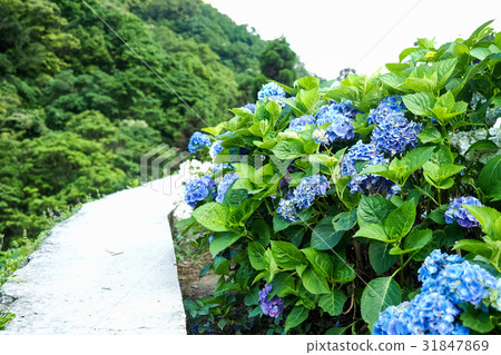 Hydrangea Hydrangea 31847869