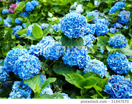 繡球花 31847870