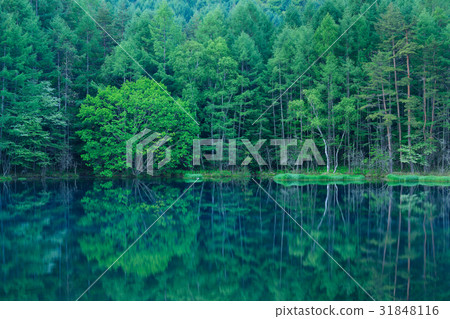 長野_清新的綠色呼應_射擊池塘 31848116