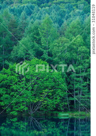 Nagano _ fresh green echoes _ shooting pond Nagano _ fresh green echoes _ shooting pond 31848119