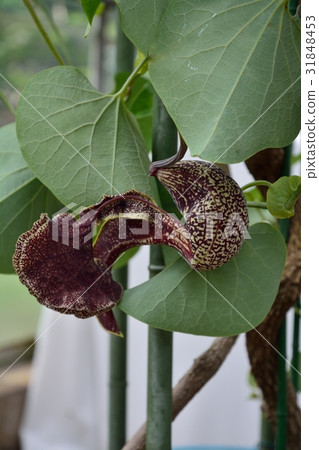 Aristrokia Brazilensis 31848453