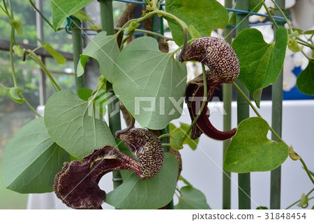 Aristrokia Brazilensis 31848454