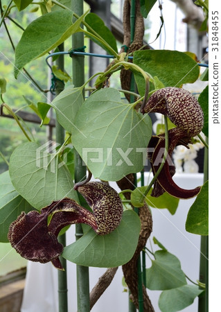 Aristrokia Brazilensis Aristrokia Brazilensis 31848455