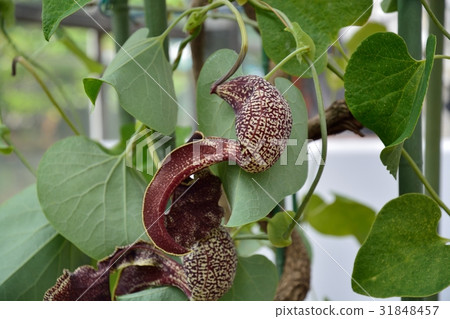 Aristrokia Brazilensis 31848457