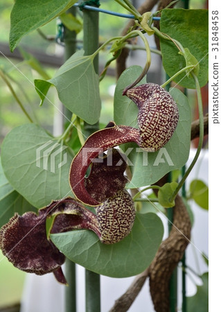 Aristrokia Brazilensis 31848458