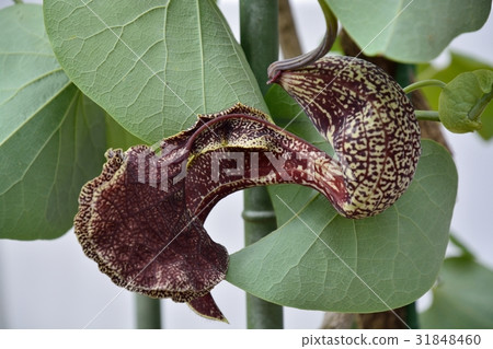 Aristrokia Brazilensis Aristrokia Brazilensis 31848460