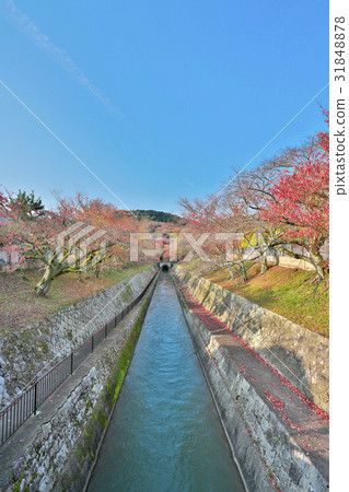 Kinui的三井寺 31848878