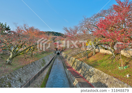 Kinui的三井寺 31848879